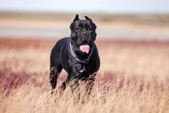 13 Scariest Dog Breeds Known for Their Fearless Protection Skills