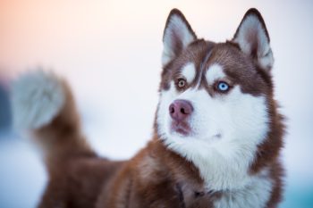 11 Dog Breeds With The Most Striking Eye Colors