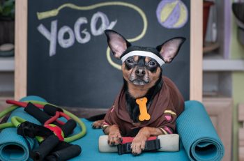 11 Reasons Your Dog Could Benefit From More Exercise