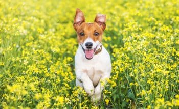 9 Most Spirited Dog Breeds That Bring Energy And Laughter Into Every Room