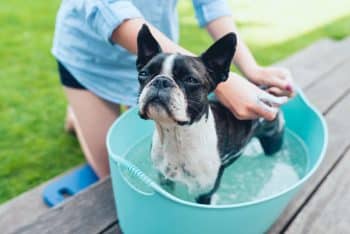 13 Canine Companions That Keep Grooming Simple And Stress-Free