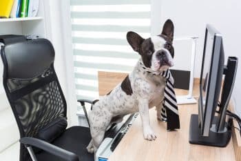 11 Ways Your Dog Might Be Acting Like They’re In Charge