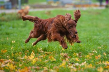 Top 11 Dog Breeds That Make Every Day Feel Like A Celebration