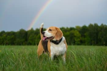 Top 9 Ways Dogs Help Us Find Light In The Darkest Days