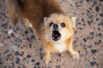 13 Possible Reasons Your Dog’s Barking at Thin Air