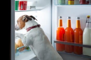 11 Signs You’re Overfeeding Your Dog (And How To Fix It)