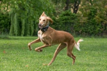 15 Dog Breeds That Are All About Speed