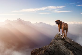 Top 13 Dog Breeds That Make Every Adventure Sweeter