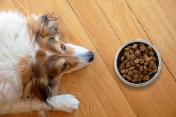 15 Signs You’re Feeding Your Dog The Wrong Food