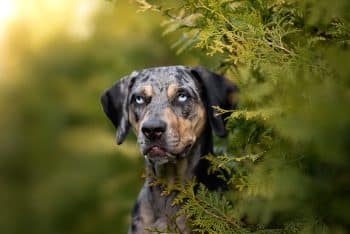 11 Dog Breeds That Have The Most Striking Eye Colors