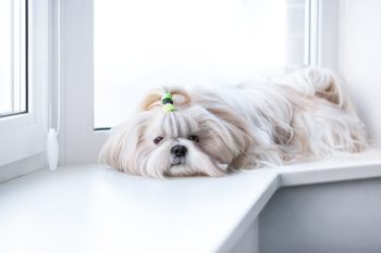 13 Calm Dog Breeds That Are Perfect for a Peaceful Home