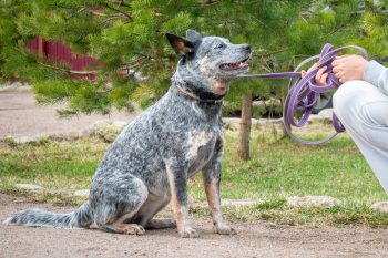 15 Signs Your Dog Thinks You’re The Leader Of The Pack