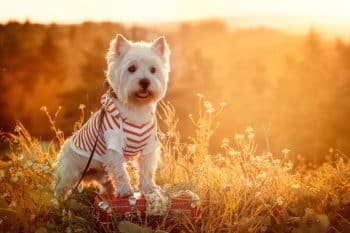 Top 15 Dog Breeds That Were Born To Be The Heart Of Your Family