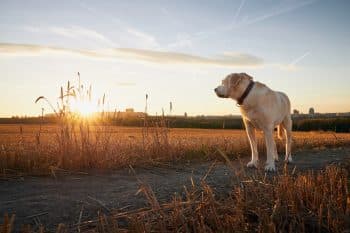 Top 11 Reasons Dogs Are The Perfect Reminder To Live In The Moment