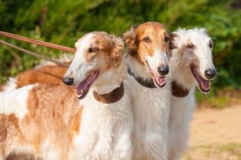 15 Dog Breeds That Are Surprisingly Quiet (Even When They’re Excited)