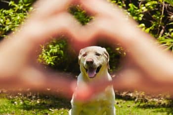 9 Little Moments That Prove Dogs Have The Purest Hearts