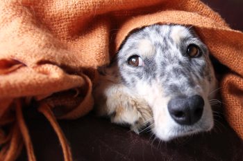 15 Ways To Tell If Your Dog Is Bored