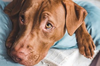 Top 9 Dog Breeds That Are Masters at Comfort and Connection