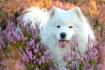 9 Magical Dog Breeds That Feel Like They Were Sent from Heaven