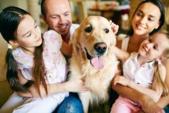 13 Most Patient Dog Breeds For Growing Families