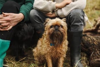 15 Tiny Dog Breeds That Are Huge On Personality