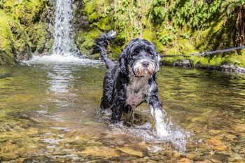 15 Best Dog Breeds for Families Who Love the Outdoors