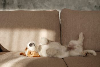 13 Signs Your Dog Feels Safe In Their Home