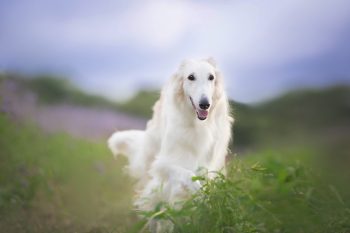 9 Most Elegant Dog Breeds That Exude Grace And Charm