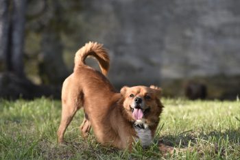 15 Reasons Dogs Wag Their Tails (It’s Not Always About Happiness)