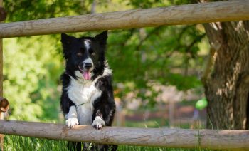 11 Dog Breeds That Are Surprisingly Agile Climbers