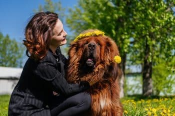 15 Gentle Giant Dog Breeds That’ll Melt Your Heart