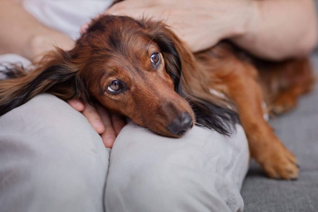 Ultimate 13 Dog Breeds That Live For Snuggles And Couch Cuddles