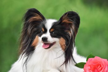 13 Dog Breeds With The Most Unique Ears