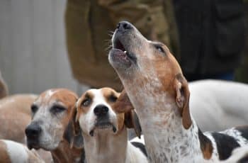 15 Four-Legged Crooners With The Most Memorable Howls