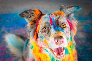 Ultimate 15 Dog Breeds That Add Color And Light To Your World