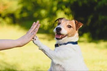 13 Reasons Your Dog Is Secretly Your Biggest Cheerleader