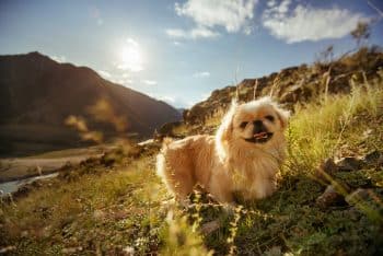 Ultimate 15 Dog Breeds That Bring Harmony and Happiness Wherever They Go