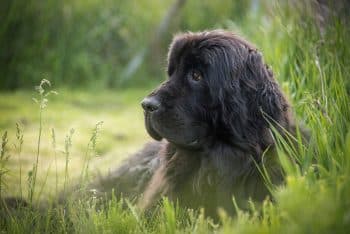 11 Calm Dog Breeds That Are Perfect For A Stress-Free Life