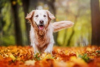 11 Ways Dogs Show Us That Happiness Is A Wagging Tail