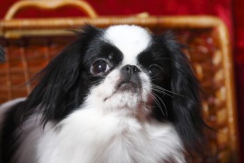 11 Quiet Small Dog Breeds That Won’t Drive Your Neighbors Crazy