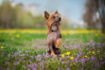 15 Most Unique-Looking Dog Breeds That’ll Turn Heads Everywhere