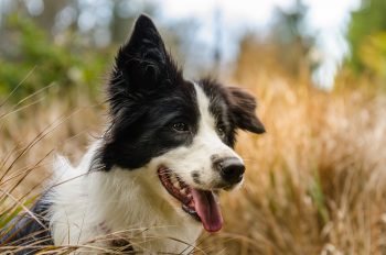 Top 9 Dog Breeds That Seem To Know What You’re Feeling Before You Do