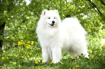 Ultimate 7 Dog Breeds That Bring Light To The Darkest Days