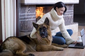 Top 11 Ways Dogs Bring Peace to Even the Most Chaotic Days