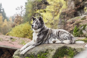 Top 7 Dog Breeds Who Were Born To Protect Their Families