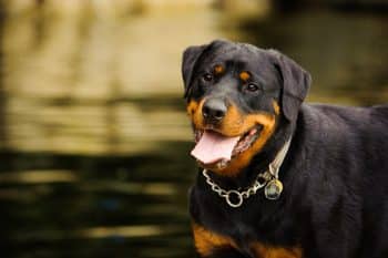 Top 7 Dog Breeds That Were Born To Protect And Love You