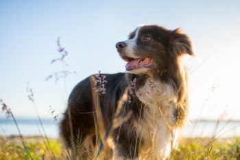 Top 7 Dog Breeds Who’ll Be Your Shadow, No Matter Where You Go