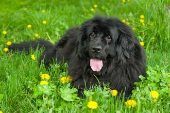 13 Large Dog Breeds That Are Surprisingly Low-Maintenance