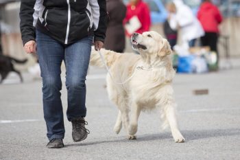 15 Signs Your Dog Has Declared You Pack Leader