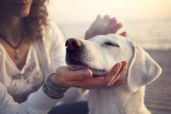 Top 7 Signs Your Dog Feels Safe And Secure In Your Presence